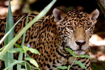 La Procuraduría Federal de Protección al Ambiente (Profepa) recaba la información necesaria para dar con el resposable de la muerte de un jaguar, hallado en el tramo carretero Tulum-Coba, en Quintana Roo. (ARCHIVO)