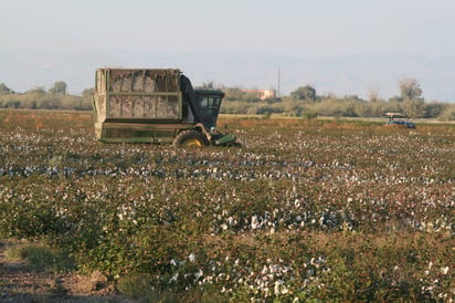 Plagas. Buscan poder definir de forma conjunta los compromisos en La Laguna para el combate de las plagas que afectan el cultivo. (EL SIGLO DE TORREÓN)