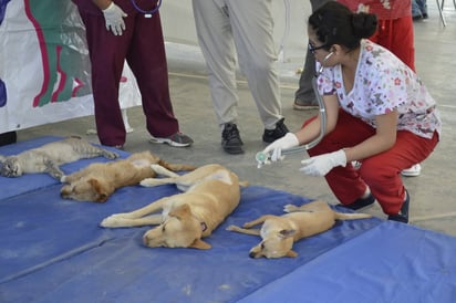 Esterilización. Responden a campaña para mascotas. (EL SIGLO DE TORREÓN)