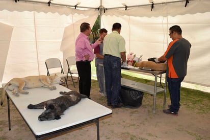 Acudir. Esterilizan mascotas. (ARCHIVO)