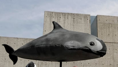 El área de refugio de la vaquita marina en el Alto Golfo de California se amplió a mil 841 kilómetros cuadrados con el fin de permitir y fomentar la recuperación de la población. (ARCHIVO)