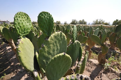 Historia. El nopal es una planta originaria de México, que está en el escudo de la bandera nacional, junto al águila y la serpiente.