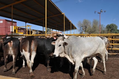 Resultados. La región Lagunera sigue manteniendo alto nivel de producción y exportación a nivel nacional. (EL SIGLO DE TORREÓN)