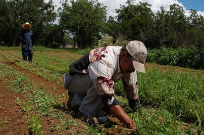 Proagro. Productores del campo lagunero que tienen pocas hectáreas, reciben menos apoyo. (EL SIGLO DE TORREÓN)