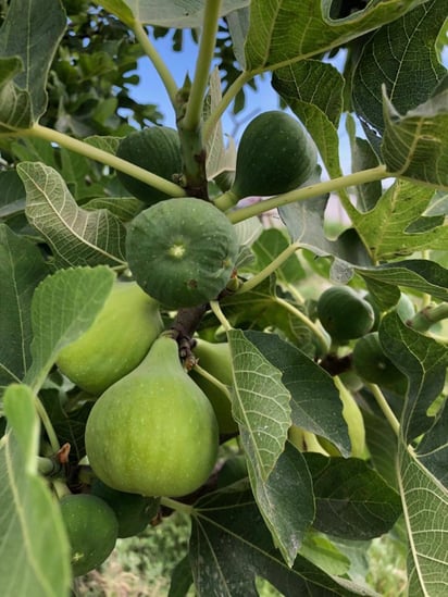 Producción. La venta del producto fresco al mercado nacional y pronto a exportación.  (EL SIGLO DE TORREÓN/VIRGINIA HERNÁNDEZ)