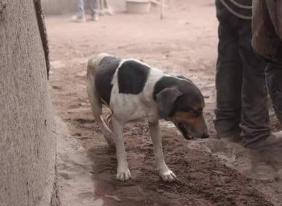 Las mascotas rescatadas están siendo enviadas a un refugio. (INTERNET)