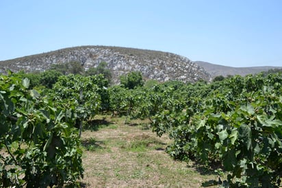 Apoyo. Esperan que el campo reciba parte del apoyo del Fonden ante declaratoria de emergencia. (EL SIGLO DE TORREÓN)