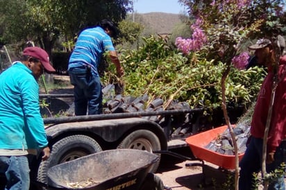 Invitan. En Lerdo se invita a la población general a hacer la solicitud de donación de arbolitos. (DIANA GONZÁLEZ)