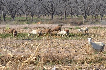 Producción. Sector lechero caprino y bovino sufren baja en rendimiento a causa de estrés calórico que han presentado los animales. (EL SIGLO DE TORREÓN)