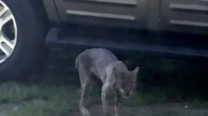 La mujer le tomó una foto al animal antes de que la atacara. (INTERNET)