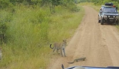 El leopardo demostró sus habilidades como depredador (INTERNET)  