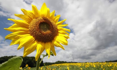 Académicos del FES identificaron un procedimiento adecuado para lograr una mayor producción del girasol.  (ARCHIVO)