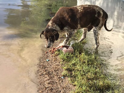 Las temperaturas que predominan en estas épocas favorece mucho a las bacterias y parásitos en el ambiente y de esta forma es mas fácil la infección entre mascotas y dueños. (ARCHIVO)