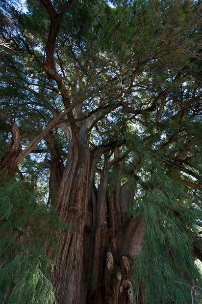 Con motivo del Día Mundial de los Árboles, el gerente de la Comisión Nacional Forestal (Conafor) en la Ciudad de México, Gustavo López, cuenta a Efe que el muérdago está acabando poco a poco con los ahuehuetes en el país. (NOTIMEX)