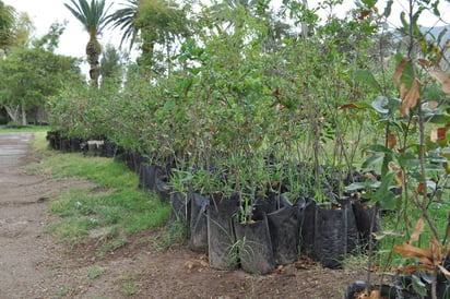 Árboles. Realizarán planta masiva en La Esperanza y otros situios con motivo del Día del Árbol. (ARCHIVO)