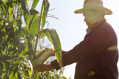 Atienden. Buscan dar acompañamiento a los productores de trigo y maíz a través de diversas vías de colaboración con Sagarpa. (EL SIGLO DE TORREÓN)