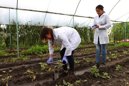 Las chinampas de Xochimilco enfrentan hoy un gran problema debido a la contaminación que prevalece en las aguas de sus canales. (NOTIMEX)