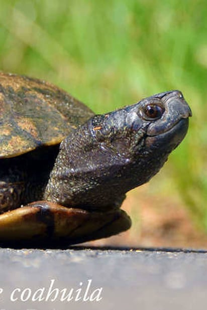 Se unen en redes. Se trata de 'David', una tortuga terrapene Coahuila.