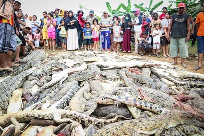 Los reptiles medían entre 10 centímetros y dos metros de largo, y los agresores se llevaron los cuerpos de dos de los más pequeños. (EFE) 