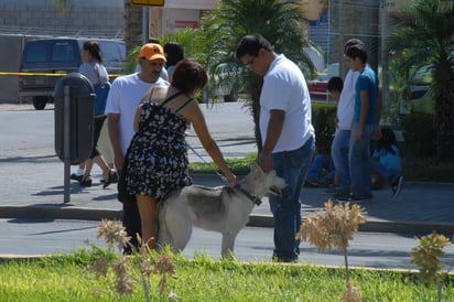 Los perros no sólo son conscientes de las emociones de sus dueños, sino que también hacen lo posible por consolarlos. (ARCHIVO)