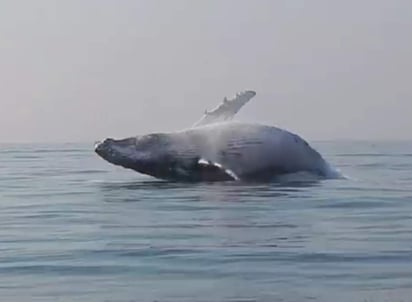 Una ‘maniobra’ rara para un animal como este. (INTERNET)