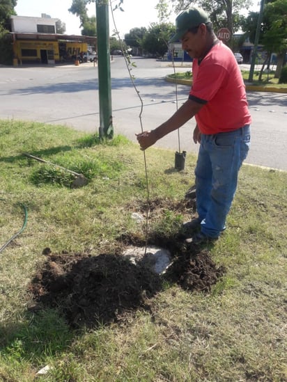 Plantan árboles. El municipio realiza la reforestación de espacios públicos y áreas verdes para aminorar los efectos del calor. (EL SIGLO DE TORREÓN)