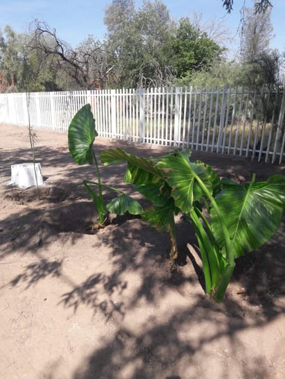 Se preparó el terreno, se colocó óxido de calcio para retirar plagas como las hormigas o asqueles y se combinó con otros elementos para la fijación de nutrientes y ayudar a las plantas a su correcto desarrollo. (EL SIGLO DE TORREÓN)