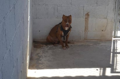 Fenómeno. Este año se han abierto cuatro indagaciones por maltrato animal. (EL SIGLO DE TORREÓN)