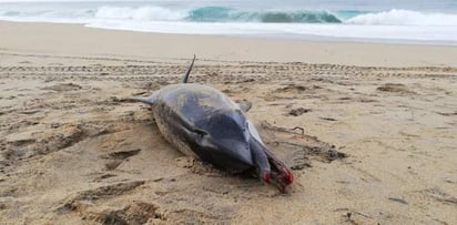 Se trata de un ejemplar joven y hembra, de la especie 'Stenella coeruleoalba' del orden de los cetáceos odontocetos, que medía 1.57 metros de largo y pesaba aproximadamente 100 kilos. (ARCHIVO)