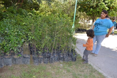 Objetivo. Se pretende plantar 2 mil árboles en la campaña de reforestación. (ARCHIVO)