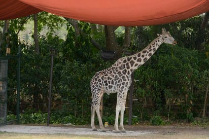 La jirafa llegó al Yumká a los 11 meses de edad el 9 de septiembre de 1993, debido a un intercambio con el parque ecológico Zacango del Estado de México. (ESPECIAL)