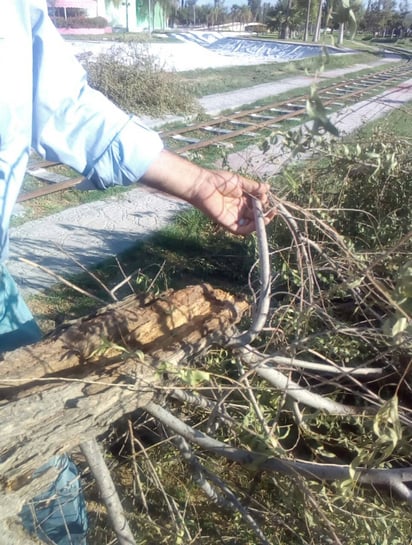 Prevención. Tala de árbol para prevenir accidente en Bosque Urbano causa clausura de tren. (EL SIGLO DE TORREÓN)