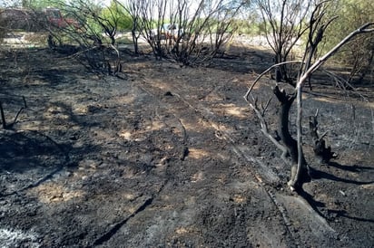 Deforestación. En Matamoros se tiene un grave problema con la tala clandestina de mezquite para la venta de carbón y leña. (EL SIGLO DE TORREÓN)