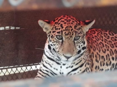 En un comunicado, la dependencia refirió que el felino recibía trato 'indigno e irrespetuoso', por lo que se decidió su traslado a una Unidad de Manejo para la Conservación de la Vida Silvestre (UMA) y mejorar sus condiciones de atención y vida. (TWITTER)