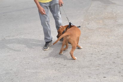 Exigencia. Médicos veterinarios exigen justicia al estado en el caso del colega asesinado. (ARCHIVO)