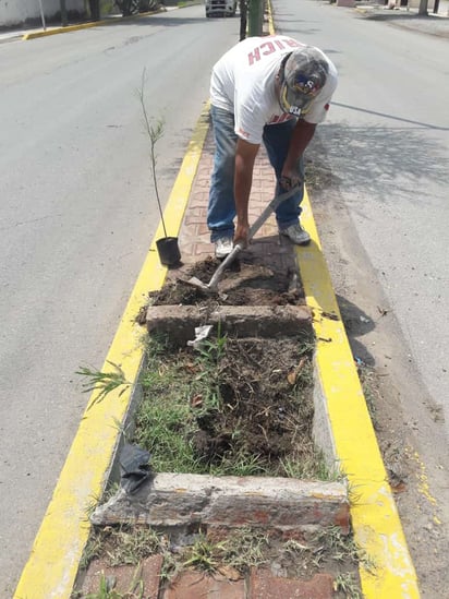 Cepas. Se colocarán los árboles en todas las cepas con un espacio adecuado. (EL SIGLO DE TORREÓN)