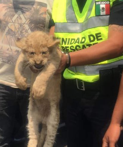  La compra de animales exóticos como mascotas poco convencionales se ha convertido en un problema 'muy común' debido al cuidado que requieren, dijo a Efe Claudia Lewy Sánchez Aldana, directora general de Zoológicos y Vida Silvestre de Ciudad de México. (ARCHIVO)