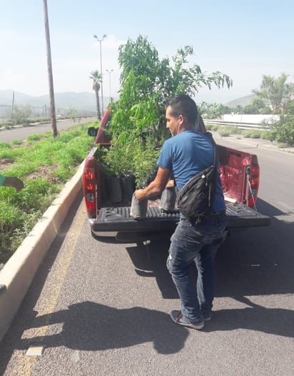 Árboles. Buscarán mejorar toda la zona circundante al Aeropuerto de Lerdo con el embellecimiento de áreas verdes. (DIANA GONZÁLEZ)