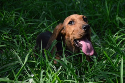 Si crees que tu mascota sufre de esta infección, se recomienda acudir al veterinario. (ARCHIVO)