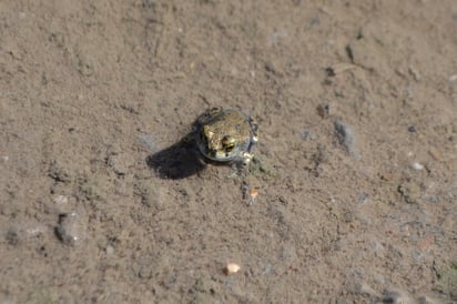 Plagas. A raíz de las anegaciones de agua por las lluvias, han proliferado ranas y mosquitos en algunos sectores. (EL SIGLO DE TORREÓN)