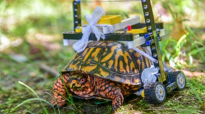 Iniciativa de un zoológico que la regresará cuando se recupere a su hábitat natural. (INTERNET)