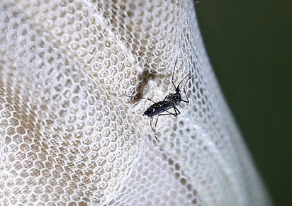 Además, a nivel nacional se reportan 15 defunciones por dicha enfermedad que se transmite a través de la picadura del mosquito Aedes Aegypti. (ARCHIVO)