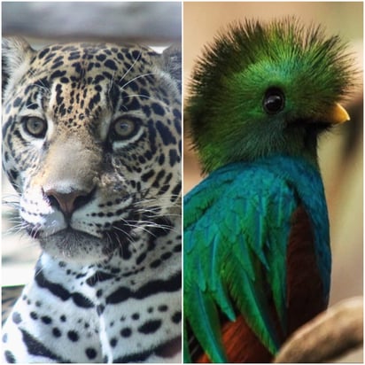 El quetzal, el jaguar, los colibríes y el águila real son algunos de estos animales, los cuales mucho antes de verse en un callejón sin salida dejaron huella en esta civilización, formando parte de sus costumbres y siendo pieza esencial dentro de su cosmovisión. (ARCHIVO)