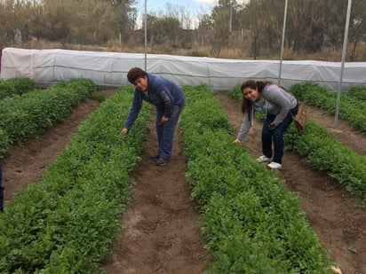 Las mujeres rurales participan en el cultivo de productos como el maíz, chile verde, tomate, jitomate, mango, naranja, café, entre otros. (ESPECIAL)