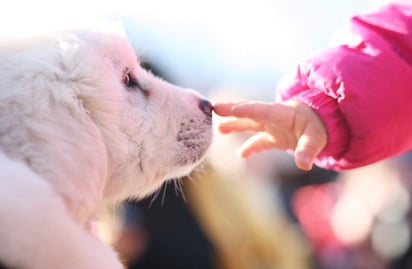 Pide reconocer el derecho de las mascotas a ser considerados como parte de una familia y poder heredar bienes de sus dueños. (ARCHIVO)