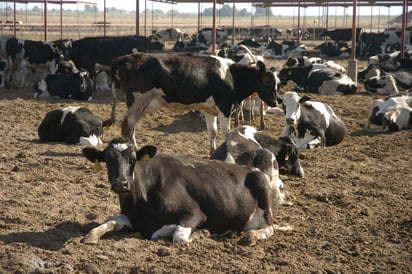 Agropecuario. Vislumbran un panorama complicado debido al alza en los insumos. (EL SIGLO DE TORREÓN)