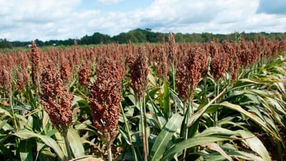 Expectativas. El plátano y el sorgo mexicano serán exportados al mercado chino con amplias expectativas. (ARCHIVO)