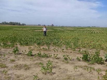 Seguro. Miles de hectáreas de frijol sufrieron daños por la ausencia de lluvias, la planta no creció y por lo mismo no dio cosecha, por lo que formarán parte del programa de seguro catastrófico agrícola.