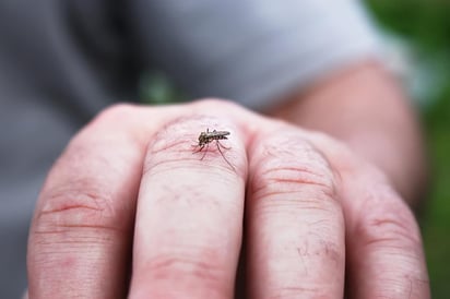 Ataque. El Espinosad es el químico que resultó más efectivo para terminar con la larva o los huevecillos. (AGENCIAS)