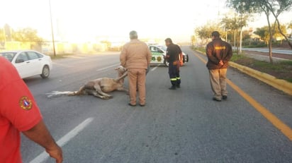 Los hechos ocurrieron esta mañana en Periférico de Lerdo. (EL SIGLO DE TORREÓN) 